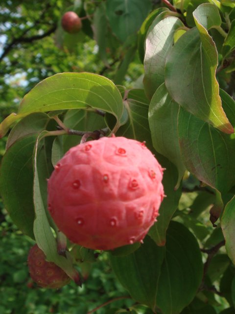 Cornus florida f.rubra fruit